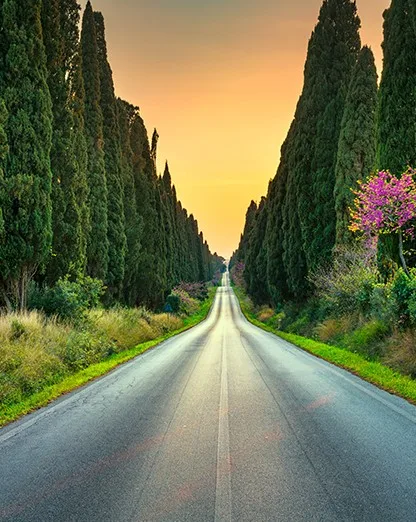 Bolgheri Day Tour